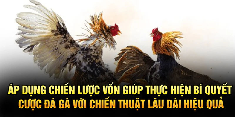 Áp dụng chiến lược vốn giúp thực hiện bí quyết cược đá gà với chiến thuật lâu dài hiệu quả