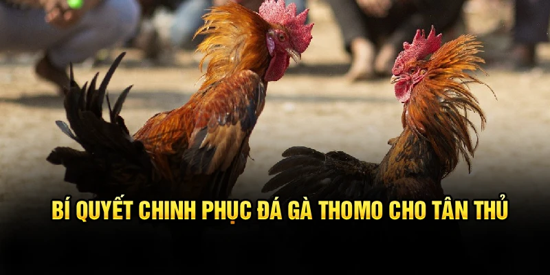 Bí quyết chinh phục đá gà Thomo cho tân thủ
