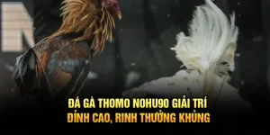 Đá Gà Thomo Nohu90 – Giải Trí Đỉnh Cao, Rinh Thưởng Khủng