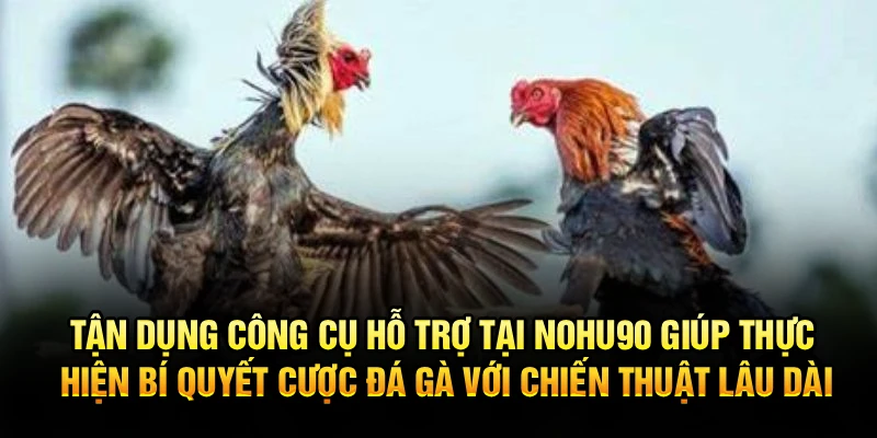 Tận dụng công cụ hỗ trợ tại Nohu90 giúp thực hiện bí quyết cược đá gà với chiến thuật lâu dài