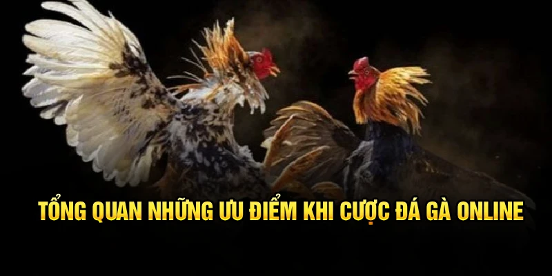 Tổng quan những ưu điểm khi cược đá gà online