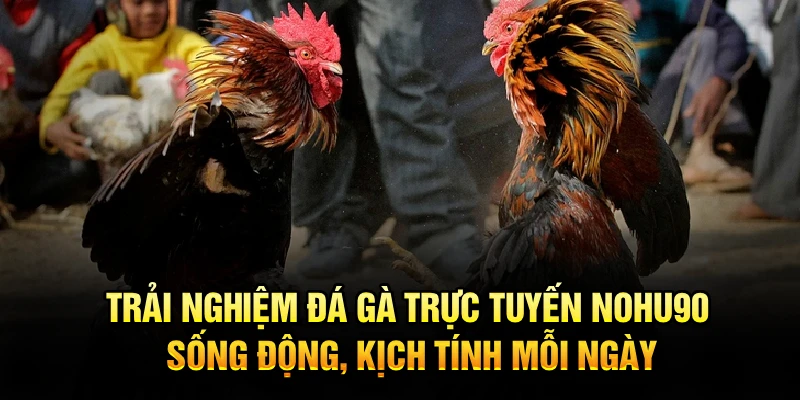 Trải nghiệm đá gà trực tuyến Nohu90 sống động, kịch tính mỗi ngày