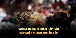 WS168 Đá Gà Nohu90 Hấp Dẫn, Cập Nhật Nhanh, Chuẩn Xác