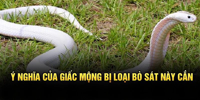 Ý nghĩa của giấc mộng bị loại bò sát này cắn